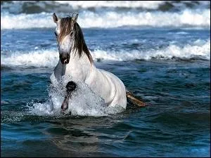 Aprs un bon bain de mer, qu'est-il bon de faire  son cheval ?