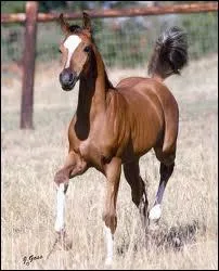 Quelle est la robe de ce poulain ?