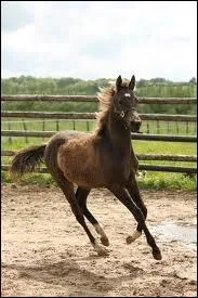 A partir de quel ge un poulain devient un yearling ?