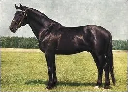 De quelle race est ce cheval ?