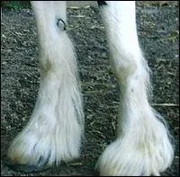 Comment se nomme la petite touffe de poil sur ce cheval ?