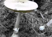 Quiz Les champignons (3)