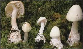 L'amanite vireuse est-elle mortelle ?