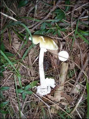 Si vous mangez une amanite phalode, comment allez-vous trpasser ?