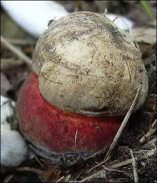 Le bolet beau pied,  ne pas confondre avec le bolet Satan, est-il comestible ?
