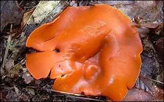 Quel est ce champignon, comestible, mais sans grande valeur culinaire ?