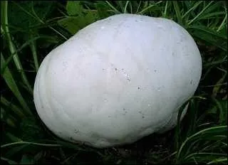 Combien peut mesurer une vesse de loup gante , au niveau de son diamtre et combien peut elle peser ?