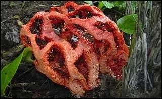 Ce champignon est un clathre rouge, est-il comestible ?