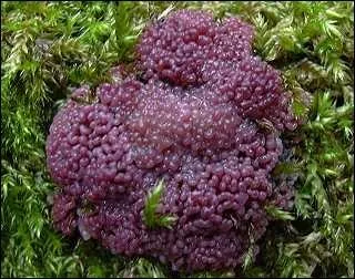 Ce champignon se nomme Nectrie violette, est-il comestible ?