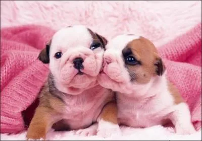 Il l'affirme : Puisque tu pars !