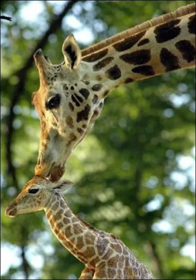 Considre comme la plus belle chanson d'amour franaise : L'hymne  l'amour !