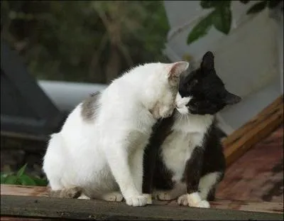C'est un Hellne qui la chanta : Mourir auprs de mon amour !