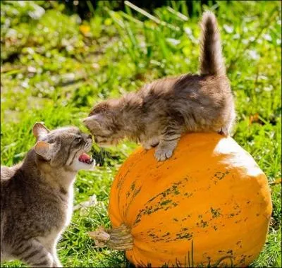 C'est une chanson qui est aussi un film : Mourir d'aimer !