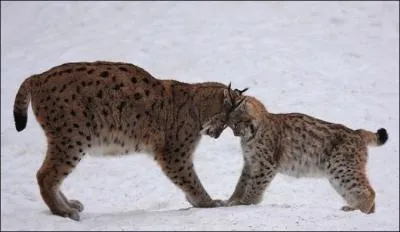 Elle l'a chante : My heart will go on !