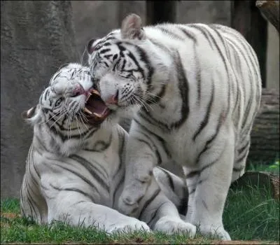 Il est trs malheureux, alors il lui dit : Ne me quitte pas !