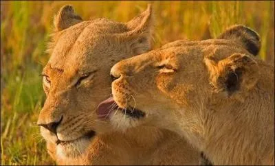 Faisons l'amour avant de nous dire adieu. Vraiment aucune pudeur ...