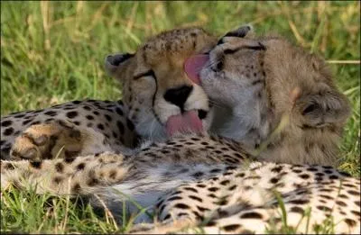 Voulez-vous coucher avec moi, ce soir !