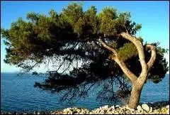 Quel est ce vent sec, froid et violent qui souffle depuis la terre vers le Golfe du Lion ?