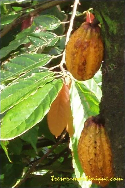 Comment s'appelle le fruit du Cacaoyer ?