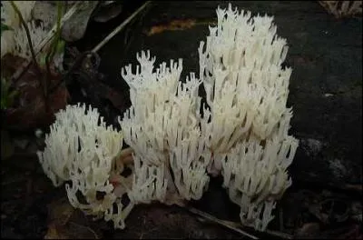 Qu'est-ce que la clavaire couronne ?