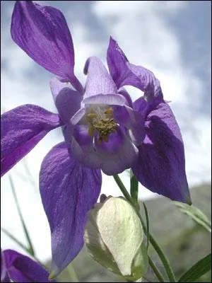 Quelle est cette fleur ?