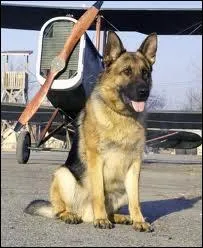 Encore un chien connu que l'on peut encore voir dans le film qui porte son nom. Qui est-ce ?