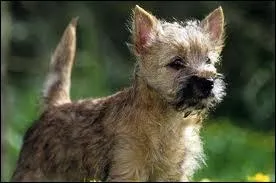 On voit ce chien dans  Le magicien d'Oz . Qui-est ce ?