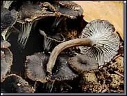 La pseudocraterellus cinereus ?