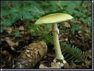 L'amanita phalloide ?