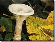 Le clitocybe geotropa ?