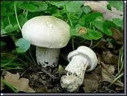 Le calocybe gambosa ?