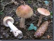 L'amanita rubescens ?