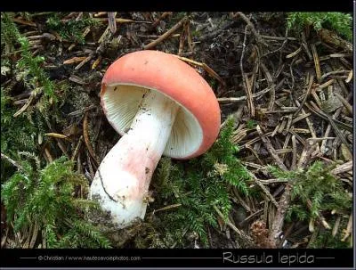 La russula lepida ?