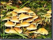 L'hypholoma fasciculare ?