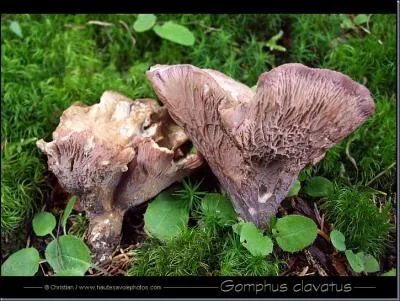 Le gomphus clavatus ?