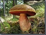 Le boletus erythropus ?