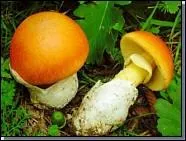 L'amanita caesarea ?