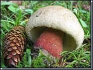 Le boletus calopus ?