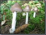 L'amanita vaginata ?