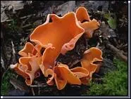 L'aleuria aurantia ?