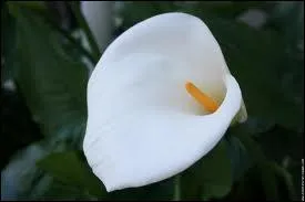 Nature : quel est le nom de cette fleur ?