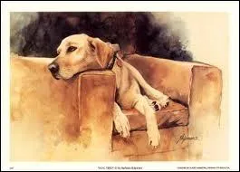 La maladie de Carr a t dcouverte en 1905 par le vtrinaire dont elle porte le nom, de qui s'agit-il ?