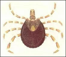 Quelle est la maladie apporte au chien par la tique ?