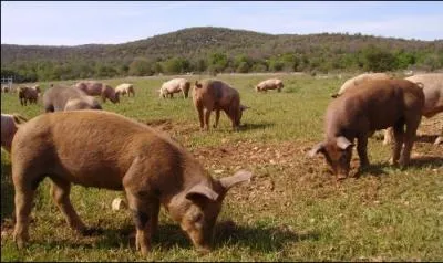 Comment s'appelle le jeune porc sevr ?