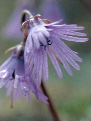 Quelle est cette fleur ?