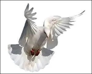 - plumes de (... ) et pattes de (... ),