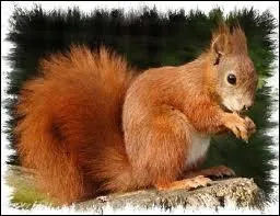 De quels continents vient-il ?