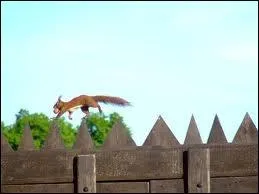 Quel est son rgime alimentaire ?