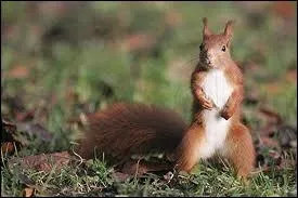 Quelle est l'esprance de vie de l'cureuil ?