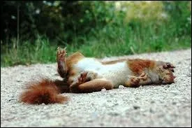 Combien de temps dure la gestation chez l'cureuil ?